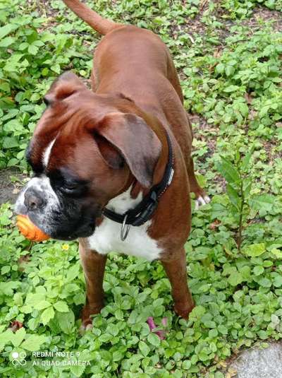 Deutsche Boxer-Beitrag-Bild