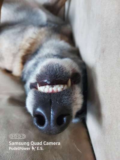 Welpe mit Vorbiss-Beitrag-Bild