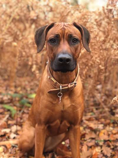 Rhodesian Ridgeback-Beitrag-Bild