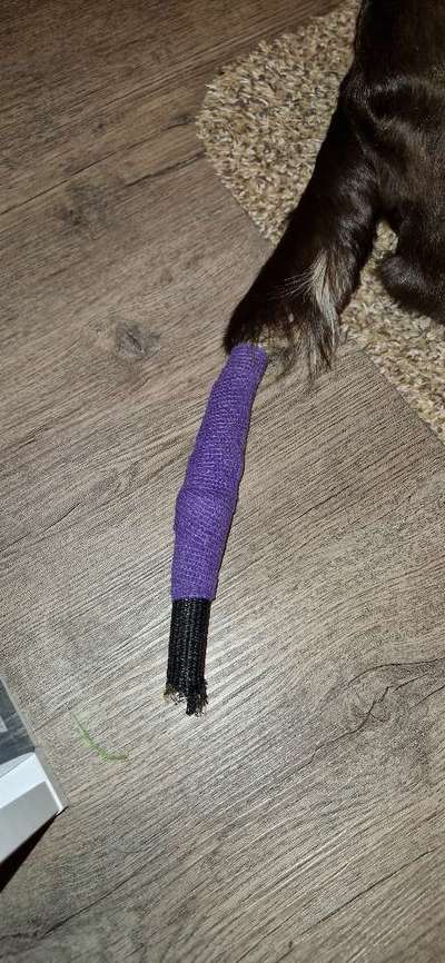 Happy Tail Syndrome - Tipps für Verband an Rute?-Beitrag-Bild