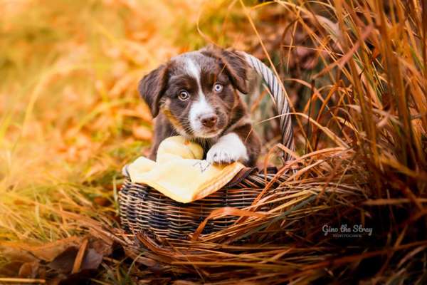 Hundetreffen-Sozialkontakt, Gassi, ggf. Spiel für Welpe gesucht-Bild