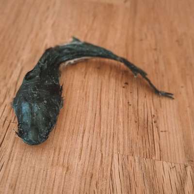 das super Leckerlie-Beitrag-Bild