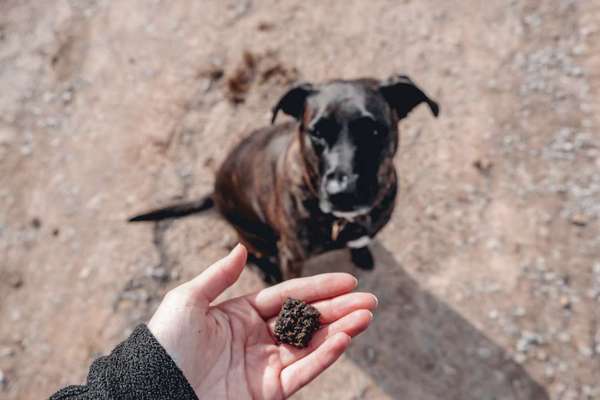 Suche Kauartikel ,die lange halten und verträglich für schlingende Hunde ist-Beitrag-Bild