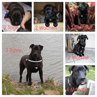 Welpenfotos-Beitrag-Bild