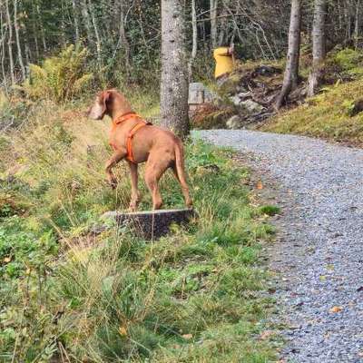 aktuelles Foto Gruppe Reisen mit Hund