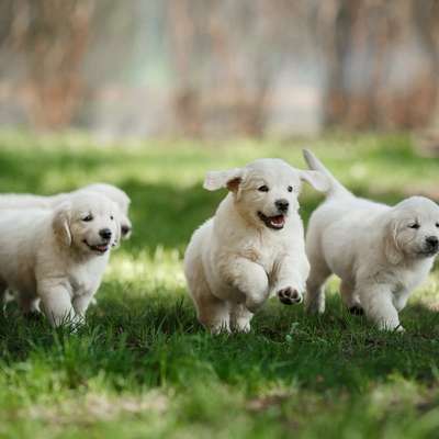 Hundetreffen-Welpentreffen/ spielen-Bild