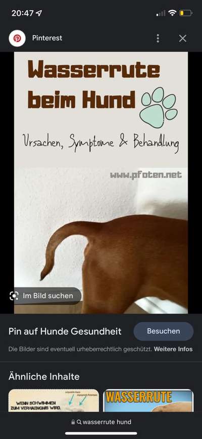 Hund plötzlich eingezogene Rute und unruhe-Beitrag-Bild