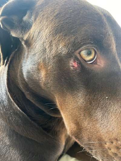 Hundeangriff Wunde-Beitrag-Bild