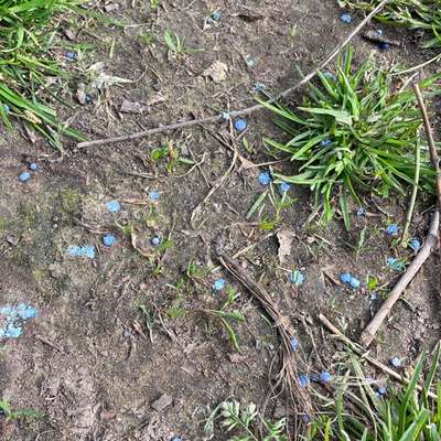 Giftköder-Blaues Granulat auf Wiesn rund um Museum-Bild