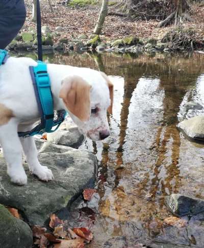 Dogorama-Monats-Challenge-Mai "Wasser"-Beitrag-Bild