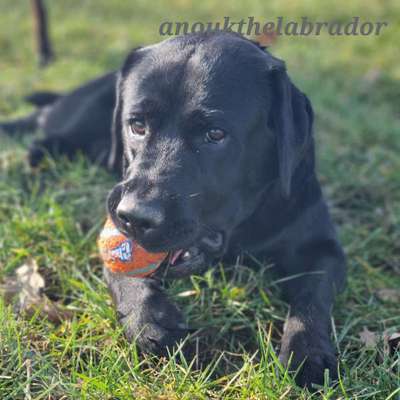 zeigt eure Hunde mit Ihren Frühlingsgefühlen:)-Beitrag-Bild