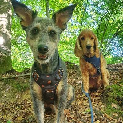 %{de_profession_title}-Ansprechpartnerin für TierKV-Bild