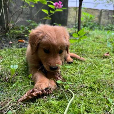 Hundetreffen-Welpenspielen-Bild