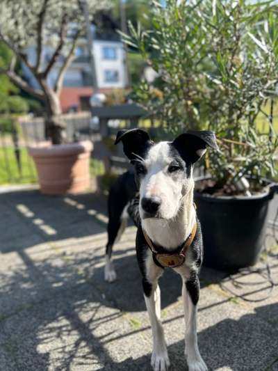 Hundetreffen-Spielrunde für junge Hündin-Bild