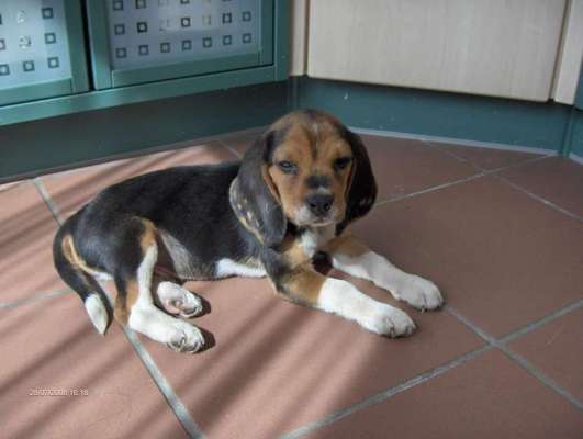 Welpen Bilder !-Beitrag-Bild