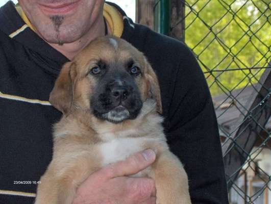 Welpen Bilder !-Beitrag-Bild