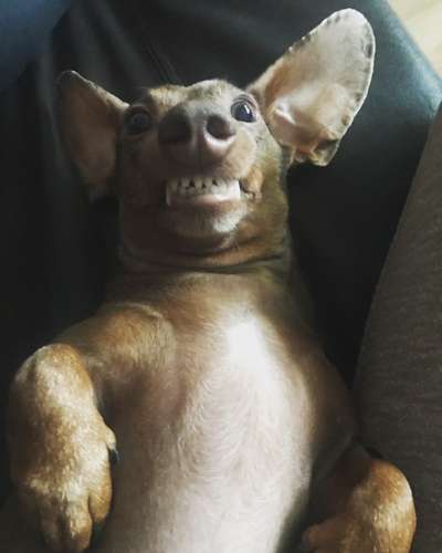 Die Dogorama-Wochen-Challenge "Die schönste Grimasse"-Beitrag-Bild