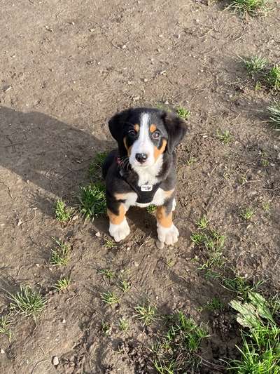 Appenzeller Sennenhunde-Beitrag-Bild