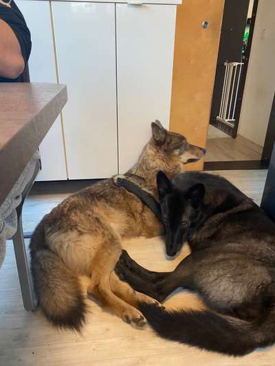 Seltene Rassen!-Beitrag-Bild