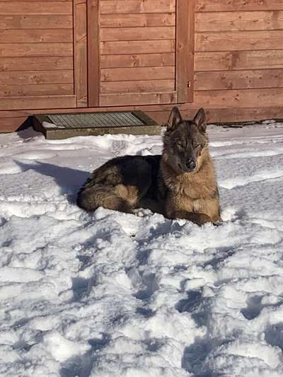 Seltene Rassen!-Beitrag-Bild