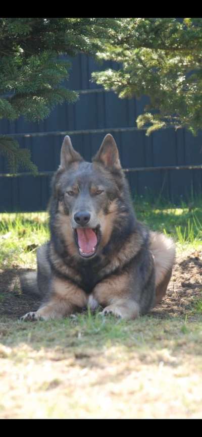 Fotochallenge Nr. 59 - Mein Hund zeigt die Zunge-Beitrag-Bild