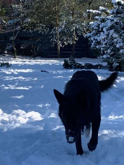 Seltene Rassen!-Beitrag-Bild