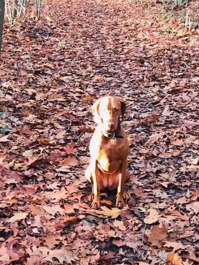 Hundetreffen-Magyar Vizsla-Bild