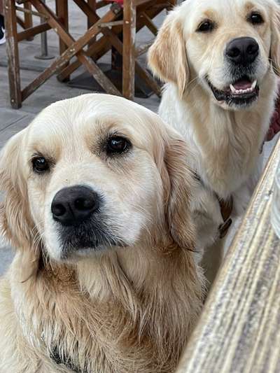 Challenge 41 - Mein Hund im Urlaub-Beitrag-Bild