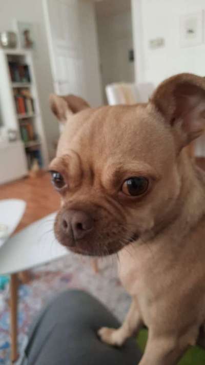 Mischlinge raten - Rätselspaß-Beitrag-Bild