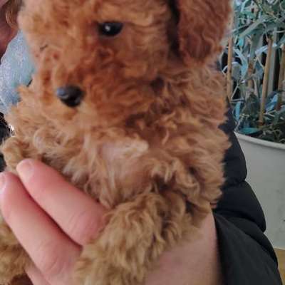 Hundetreffen-Welpen und Junghunde für treffen gesucht-Bild