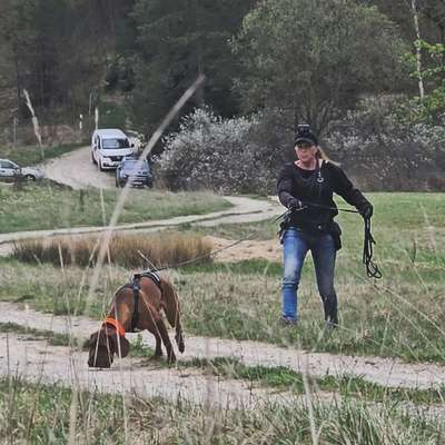 Hundeschulen-Mensch & Tiersuche-Bild