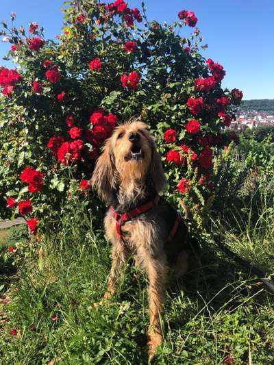 Die Dogorama Monats Challenge "Es grünt und blüht"-Beitrag-Bild