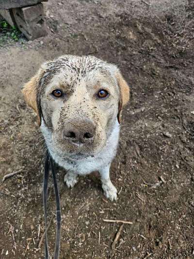 Hundetreffen-Spaziergänge/Spielen/Training-Bild