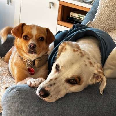 Hundetreffen-Social Walk & Training-Bild