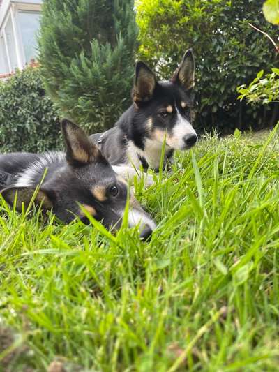 Auslandstierschutz-Beitrag-Bild