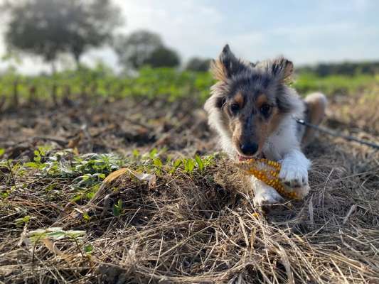 Herbst Bilder-Beitrag-Bild