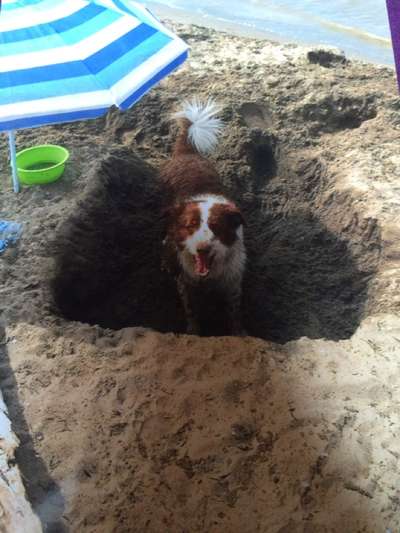 Dogorama Photo Challenge - Tierischer Urlaub-Beitrag-Bild