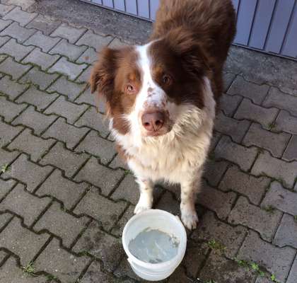 Zeigt mal eure border Collies :)-Beitrag-Bild