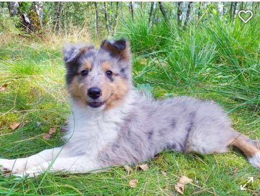 Welpen Bilder !-Beitrag-Bild