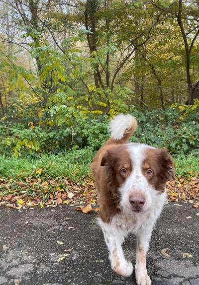 Gibt's hier noch mehr Border Collies???-Beitrag-Bild