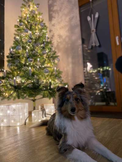 Dogorama Photo Challenge - Weihnachtsbaum-Beitrag-Bild