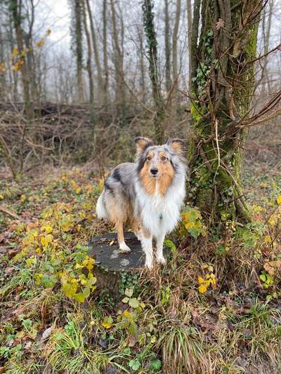 Shelties-Beitrag-Bild