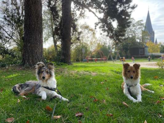 Shelties-Beitrag-Bild