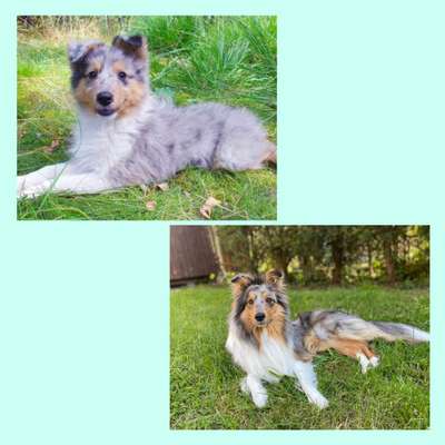 Vom Welpen zum Hund-Beitrag-Bild