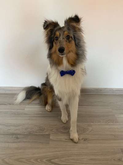 Shelties-Beitrag-Bild