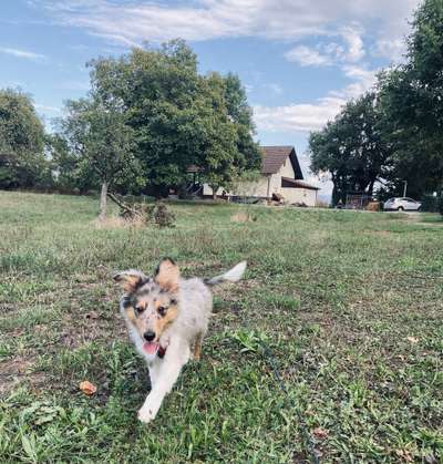 Shelties-Beitrag-Bild