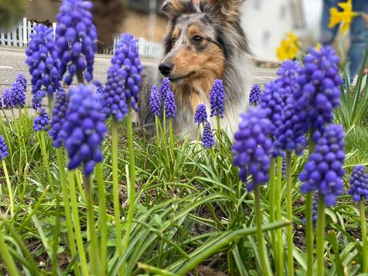 Dogorama Photo Challenge - Frühlingserwachen-Beitrag-Bild