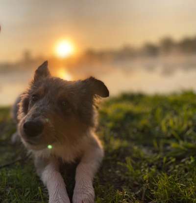 Zeigt mir die tollste Nahaufnahme von eurer Fellnase-Beitrag-Bild