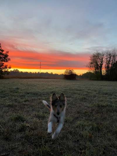 Dogorama Foto Challenge - Dämmerung-Beitrag-Bild