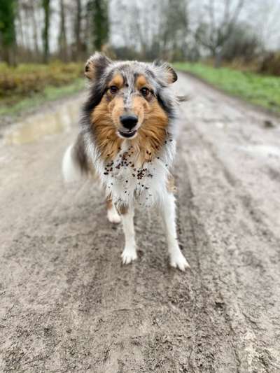 Die lustige Welt der Hunde-Mimik :)-Beitrag-Bild